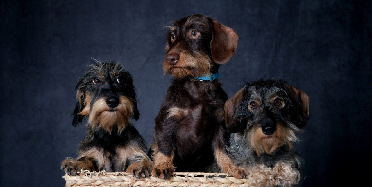 Mes chiens